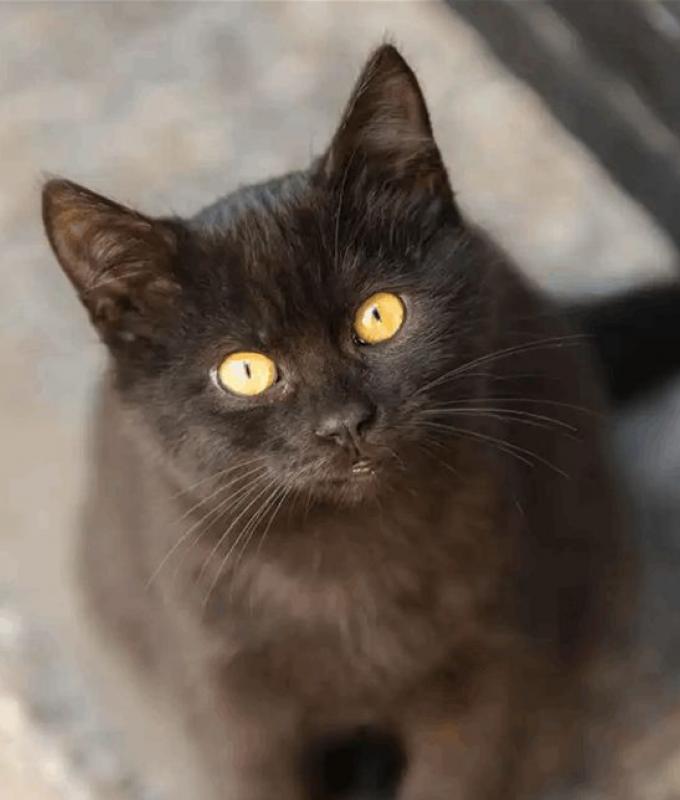 هرّ أنقذ حياته قبل أن يموت