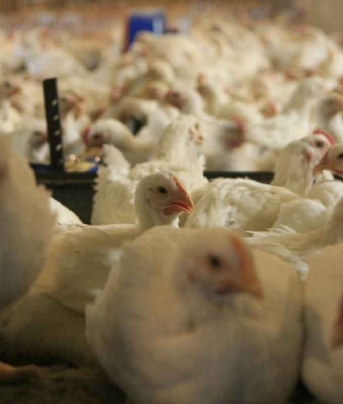 الدجاج متوافر بكميات كافية.. ماذا عن الأسعار؟