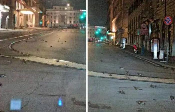الألعاب النارية تقتل مئات الطيور ليلة رأس السنة في سماء روما