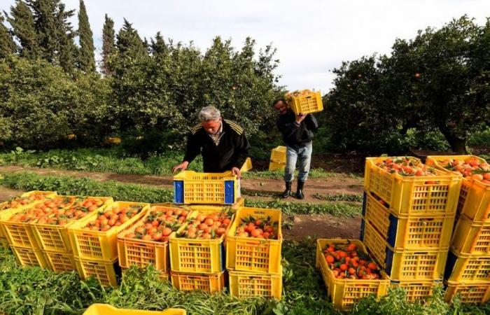 البرتقال التونسي .. زيادة في الإنتاج وصعوبات في التصدير