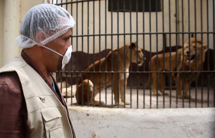 حديقة حيوان تحبس البشر وتطلق الحيوانات … فيديو