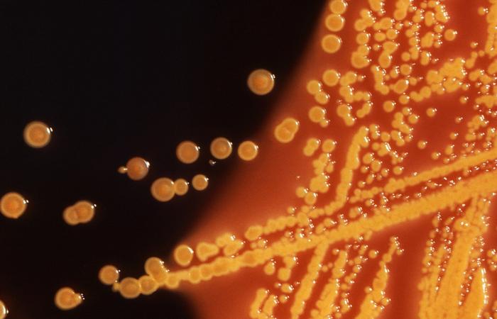 الجرعات الكبيرة من المضادات الحيوية قد تجعل البكتيريا أقوى