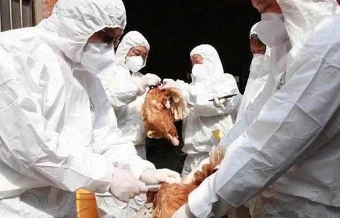 بعد كورونا.. الصين تحتضن سلالة جديدة من إنفلونزا الطيور