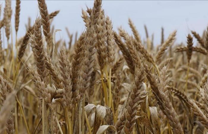 الجزائر : محصول الحبوب قد يهبط 40% هذا العام