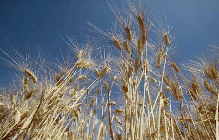 محصول الحبوب الجزائري قد يهبط 35-40% هذا العام