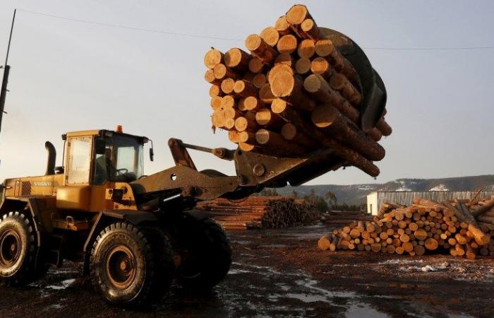 حظر تصدير الخشب الخام من روسيا