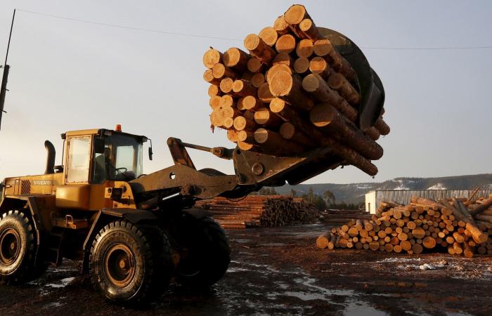 حظر تصدير الخشب الخام من روسيا