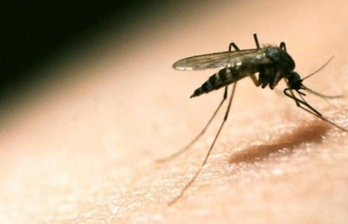 بعد مكافحة 70 عاما.. الصين تقضي على الملاريا