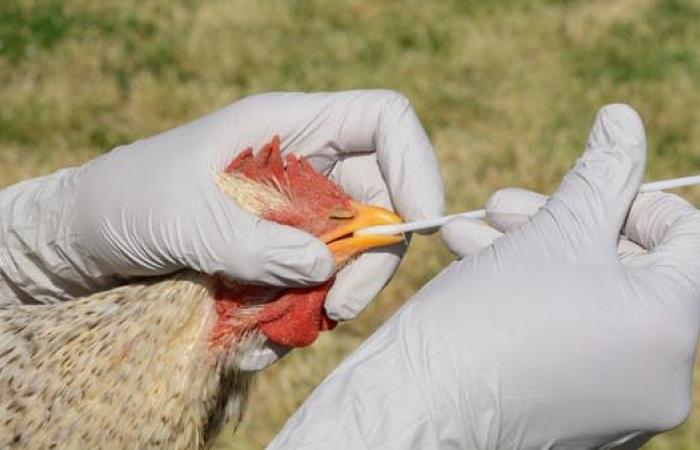 إقليم صيني يسجل إصابة بشرية بسلالة جديدة لإنفلونزا الطيور