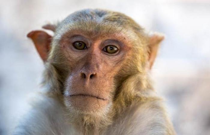 بالفيروس "القردي".. الصين تسجل أول وفاة بشرية