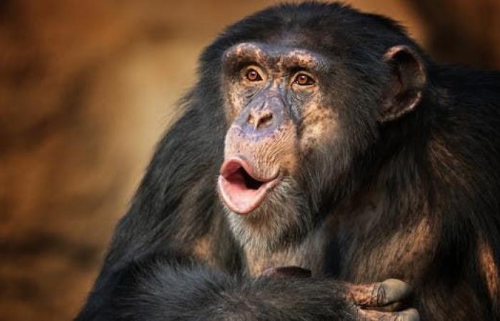 هل يحول أسترازينيكا متلقيه لـ"شمبانزي"؟.. فيسبوك توضح