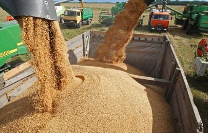 سعر القمح يرتفع إلى أعلى مستوى منذ 8 سنوات