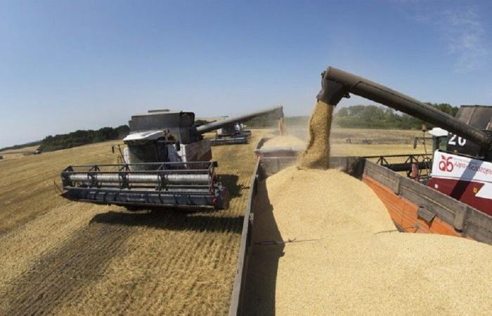 الجزائر تستورد 60 ألف طن من القمح الروسي