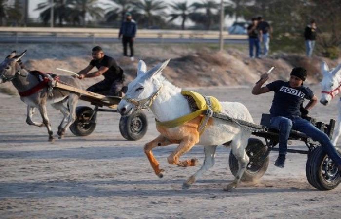 البحرين : سباق شعبي للحمير والبغال