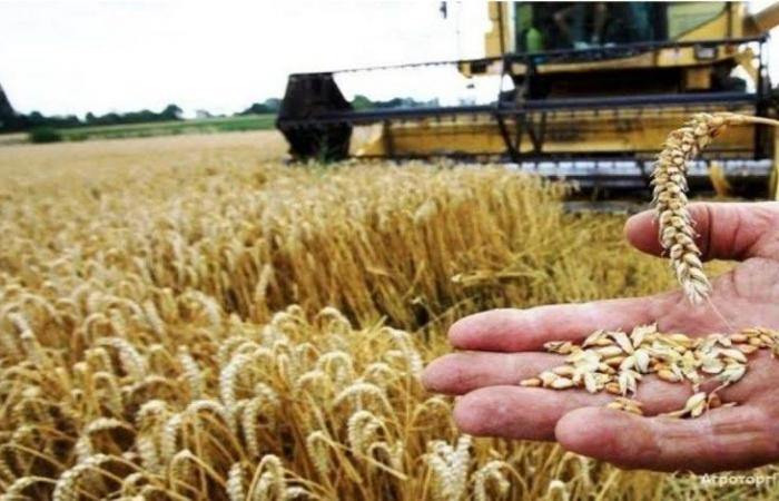 اقتراح لمسؤول مصري بشأن توفير أكبر كمية من القمح في البلاد