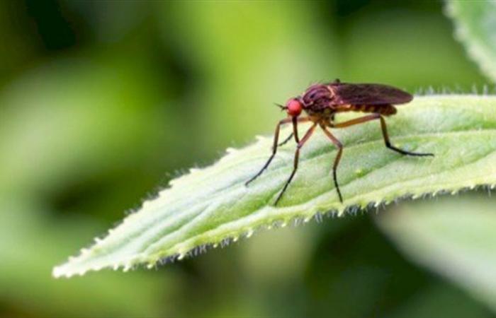 الصحة العالمية تحذر من الفيروسات التي تسببها الحشرات.. تعرف إليها