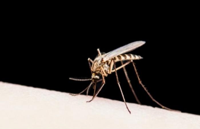 الملاريا... اليكم أبرز العوارض وكيفية معالجتها