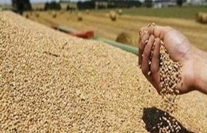 المستوردون في آسيا يتسابقون على القمح بعد حظر الهند تصديره