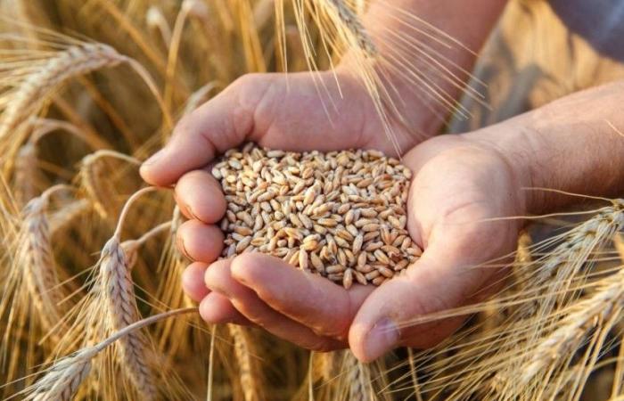 روسيا تعلن عن زيادة كبيرة في صادرات الحبوب