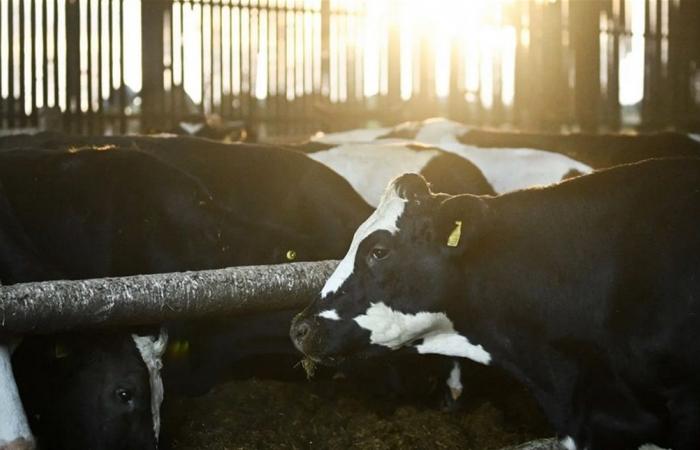 في أميركا.. رصد سلالة جديدة من إنفلونزا الطيور