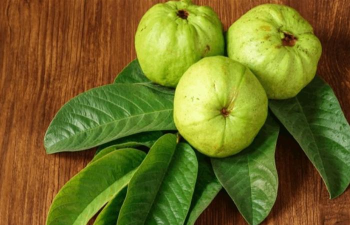 نصائح ثمينة جدًا.. هذا ما يحصل عندما تمضغ ورق "الجوافة"