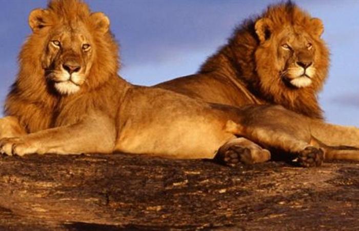 توفي بطريقة مروعة... حارس دخل قفص الأسود ليطعمها فافترسته