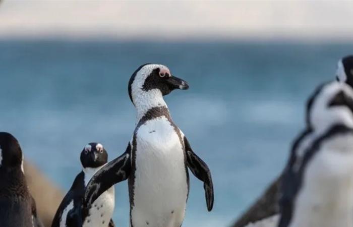 أمرٌ غريب... ترامب فرض رسوماً جمركيّة على جزيرتين قاحلتين