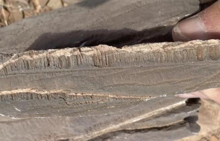 بالصور... إكتشاف كائنات غريبة في دولتين عربيتين!