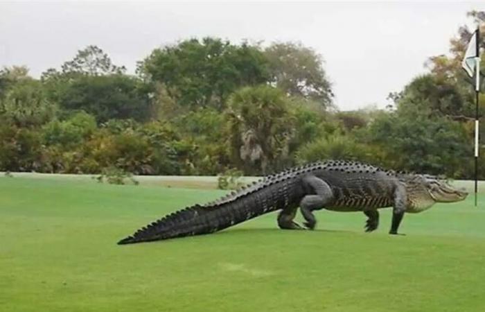 بالفيديو.. تمساح عملاق يقتحم ملعب غولف