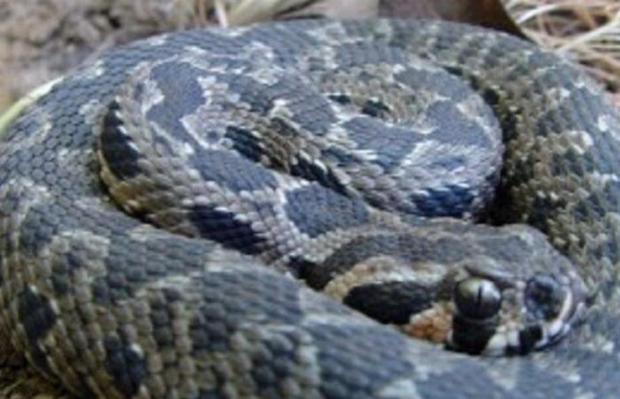 خرجت من جحرها.. العثور على أفعى ضخمة بين المنازل في سوريا