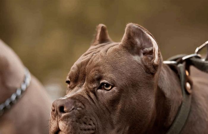 وفاة مأسوية.. كلاب تقتل ابنة الـ4 سنوات