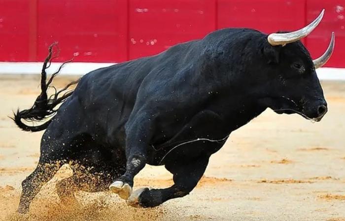 بالفيديو.. ثور يخرج عن السيطرة ويهاجم الجمهور في إسبانيا!