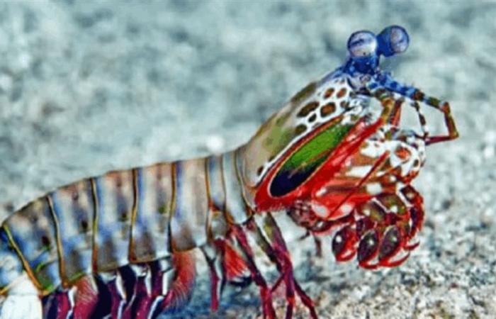 حيوانات بعيون خارقة