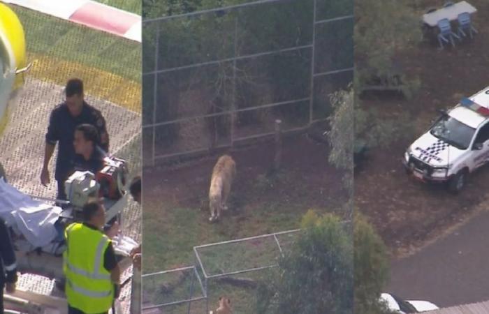 واقعة تهز أستراليا… بتر ذراع امرأة بعد هجوم أسد