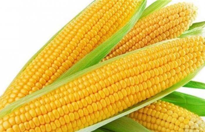 الذرة بين الغذاء والدواء