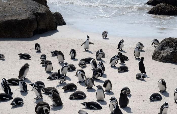 تحذير من انقراض وشيك.. 60 ألف بطريق نفقت جوعاً