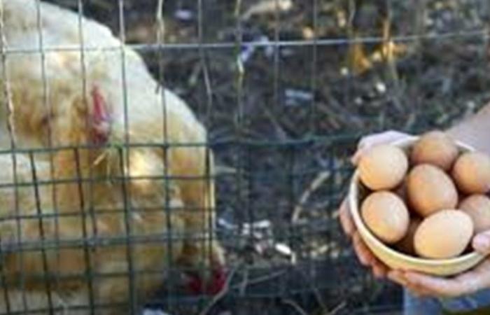 بيض ملوّث بالسالمونيلا يغزو أسواق كاليفورنيا!