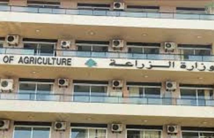 “الزراعة” تطمئن: الحمى القلاعية لا تنتقل إلى الإنسان