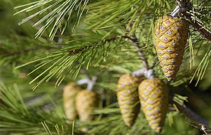 هبة صينية لحماية غابات الصنوبر في لبنان