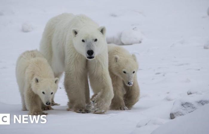 أمومة غير متوقعة في القطب الشمالي