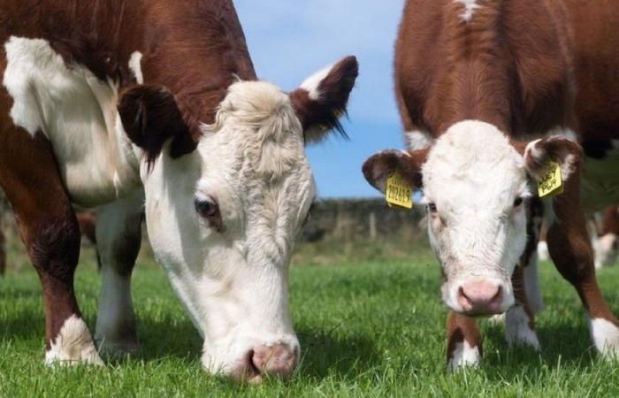 فتح تحقيق عاجل بشأن انتشار الحمى القلاعية بين الأبقار