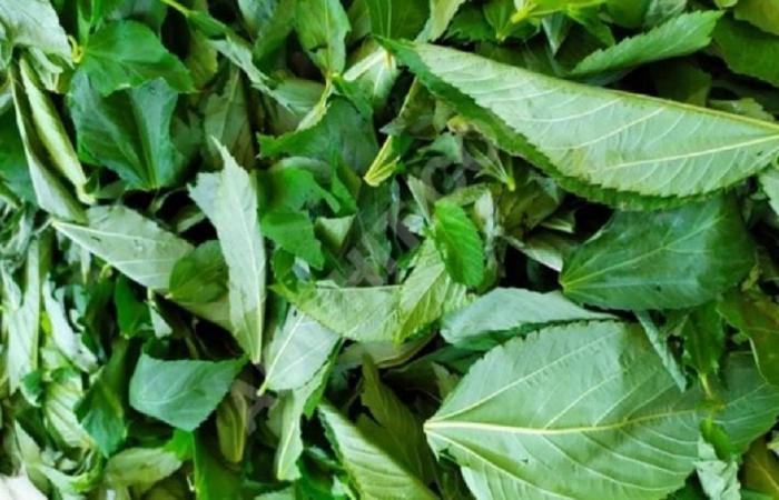 ضبط 27 طنًا من الملوخية اليابسة في جنوب لبنان