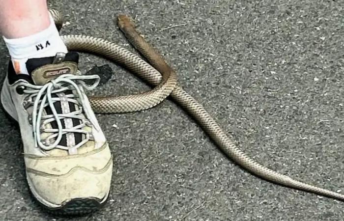 حادثة مرعبة… ثعبان سام يلتف حول ساق امرأة داخل حذائها (صورة)