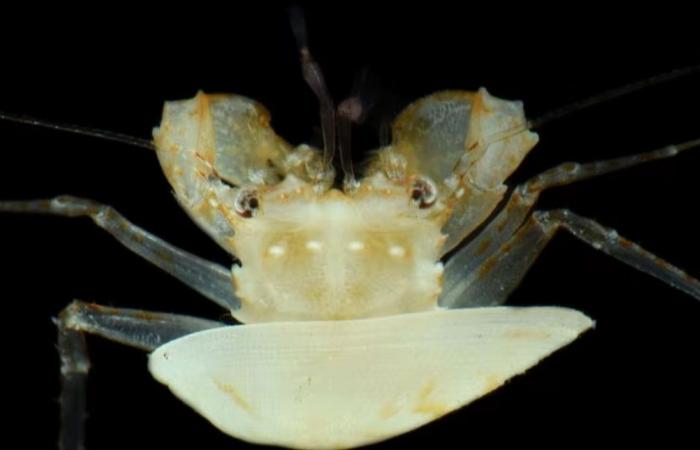 رحلة إلى عالم صامت تكشف عن كائنات مجهولة