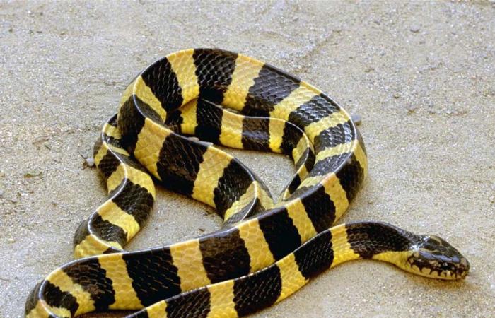 رصد ثعبان نادر شديد السمية.. شاهدوه (فيديو)