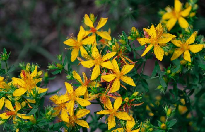 هذه المكملات والأطعمة.. قد تُضعف فعالية حبوب منع الحمل