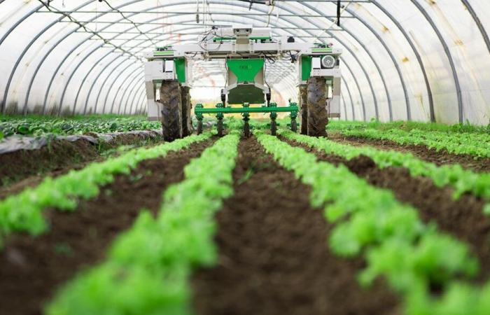 وزارة الزراعة: نتائج تؤكد رصد نمط SAT1 من الحمى القلاعية دخل لبنان