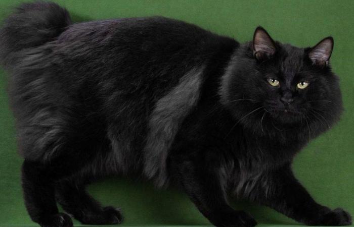 قطة روسية تتصدر قائمة أفضل القطط في العالم لعام 2025.. هذا اسمها (صورة)