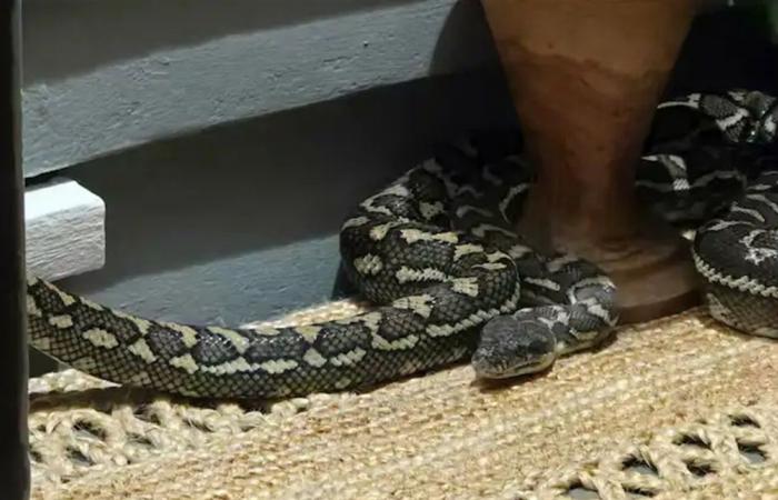 كابوس الصباح.. امرأة تستيقظ على ثعبان عملاق فوقها