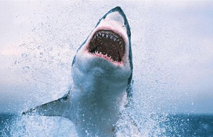 حالته حرجة... سمكة قرش هاجمت قاصراً في سيدني